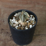 E.トゥレアレンシス（実生）　10