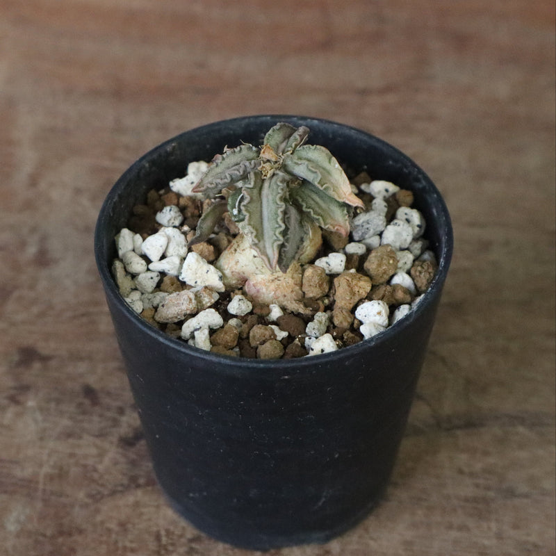 E.トゥレアレンシス（実生）　10