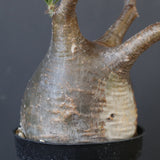 P.グラキリス 2163