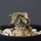 E.トゥレアレンシス（実生）　10