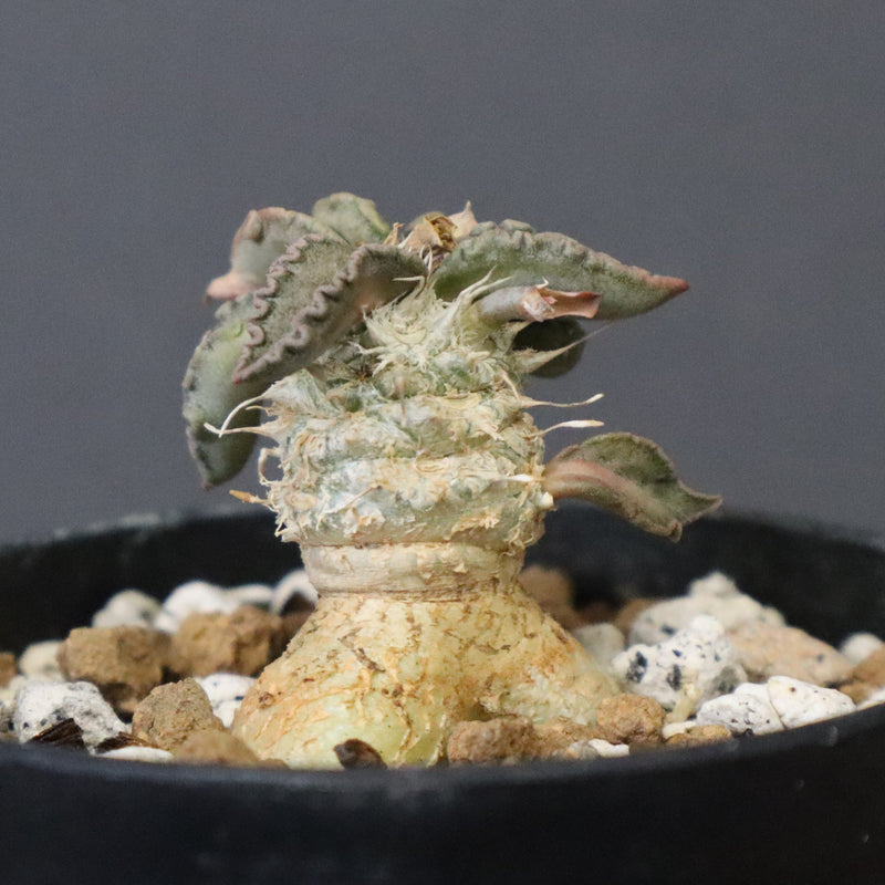 E.トゥレアレンシス（実生）　10