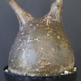 P.グラキリス 2163