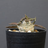 E.トゥレアレンシス（実生）　09