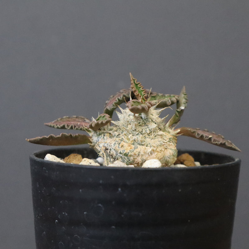 E.トゥレアレンシス（実生）　09