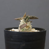 E.トゥレアレンシス（実生）　09