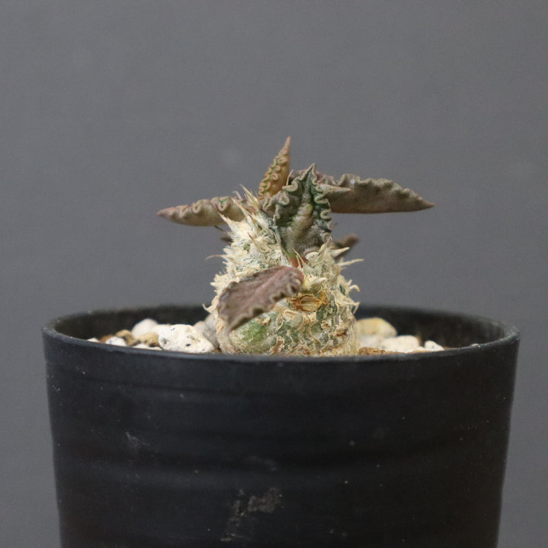 E.トゥレアレンシス（実生）　09