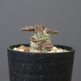 E.トゥレアレンシス（実生）　09