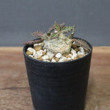 E.トゥレアレンシス（実生）　09