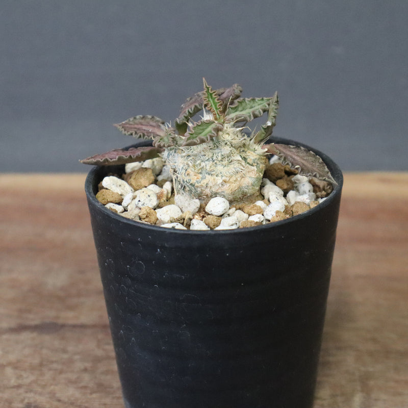 E.トゥレアレンシス（実生）　09