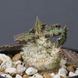 E.トゥレアレンシス（実生）　09