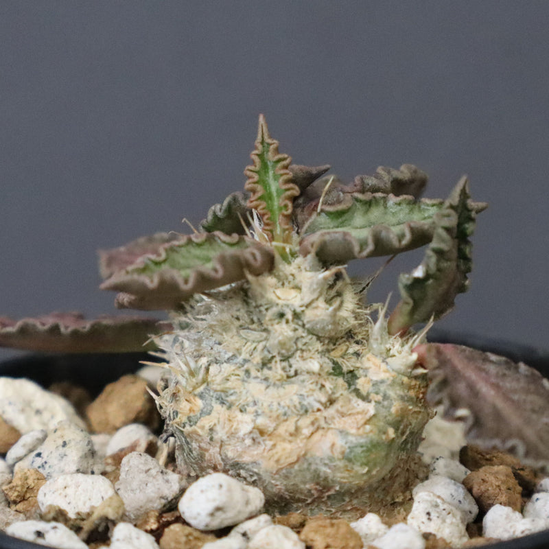 E.トゥレアレンシス（実生）　09