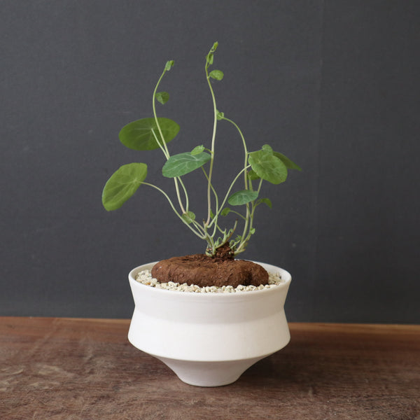 鉢 × 塊根植物 – TaiShoDo ONLINE SHOP