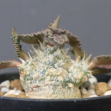 E.トゥレアレンシス（実生）　09