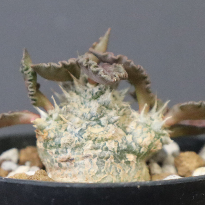 E.トゥレアレンシス（実生）　09