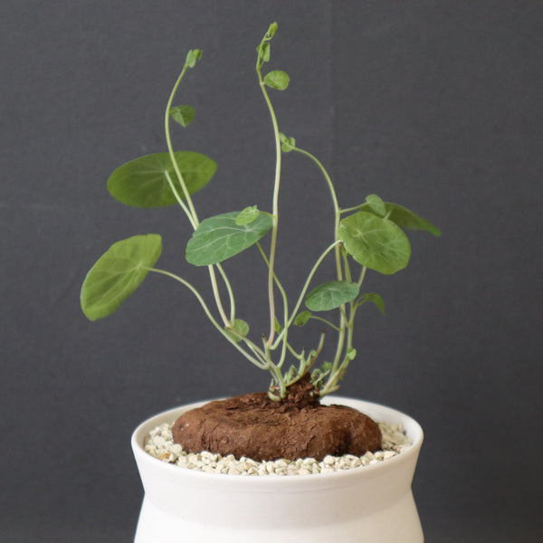 鉢 × 塊根植物 – TaiShoDo ONLINE SHOP