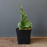 P.wandae dwarf   　EC899