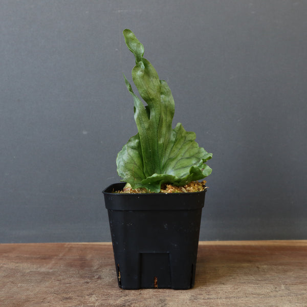 P.wandae dwarf   　EC899