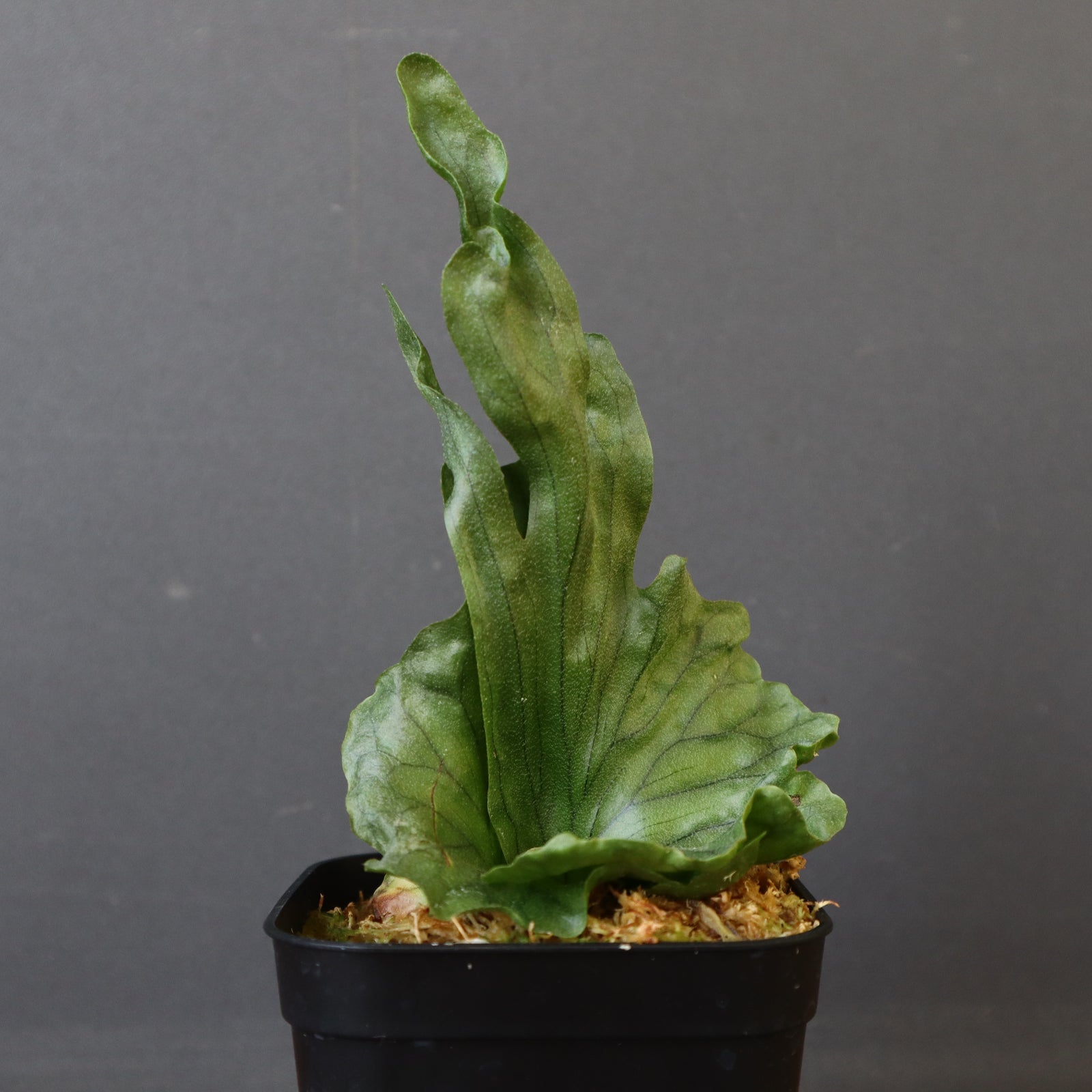 P.wandae dwarf EC899 – TaiShoDo ONLINE SHOP