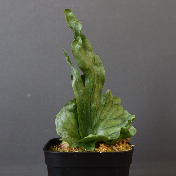 P.wandae dwarf   　EC899