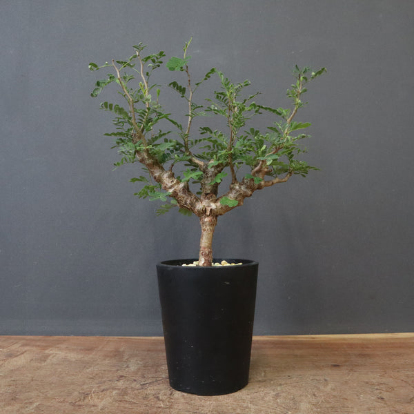 S.メリディオナリス（実生）84