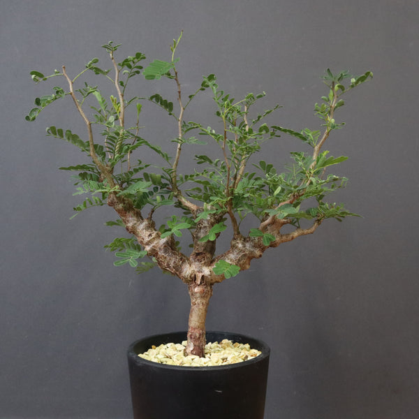 S.メリディオナリス（実生）84