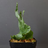 P.wandae dwarf   　EC899