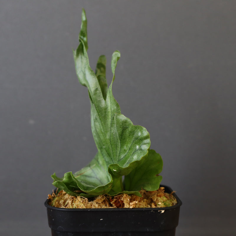 P.wandae dwarf   　EC899