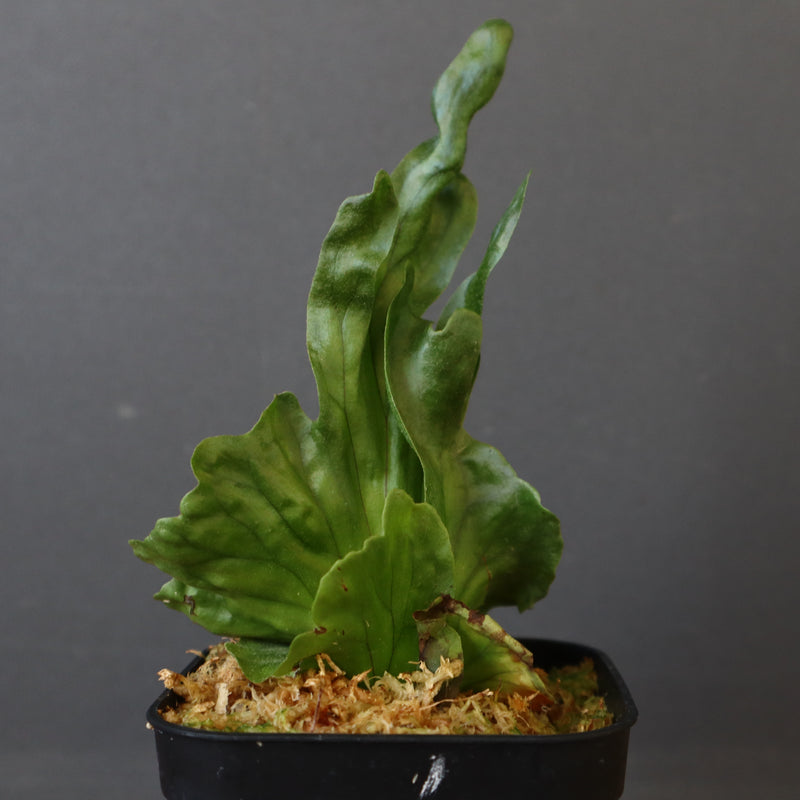 P.wandae dwarf   　EC899