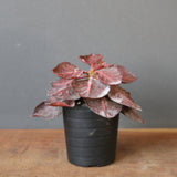 E.フランコイシー カット（実生）　13