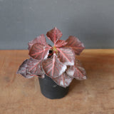 E.フランコイシー カット（実生）　13