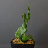 P.wandae dwarf   　EC899