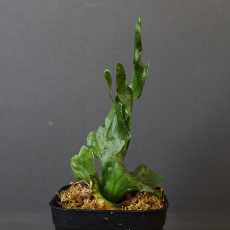 P.wandae dwarf   　EC899