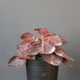 E.フランコイシー カット（実生）　13