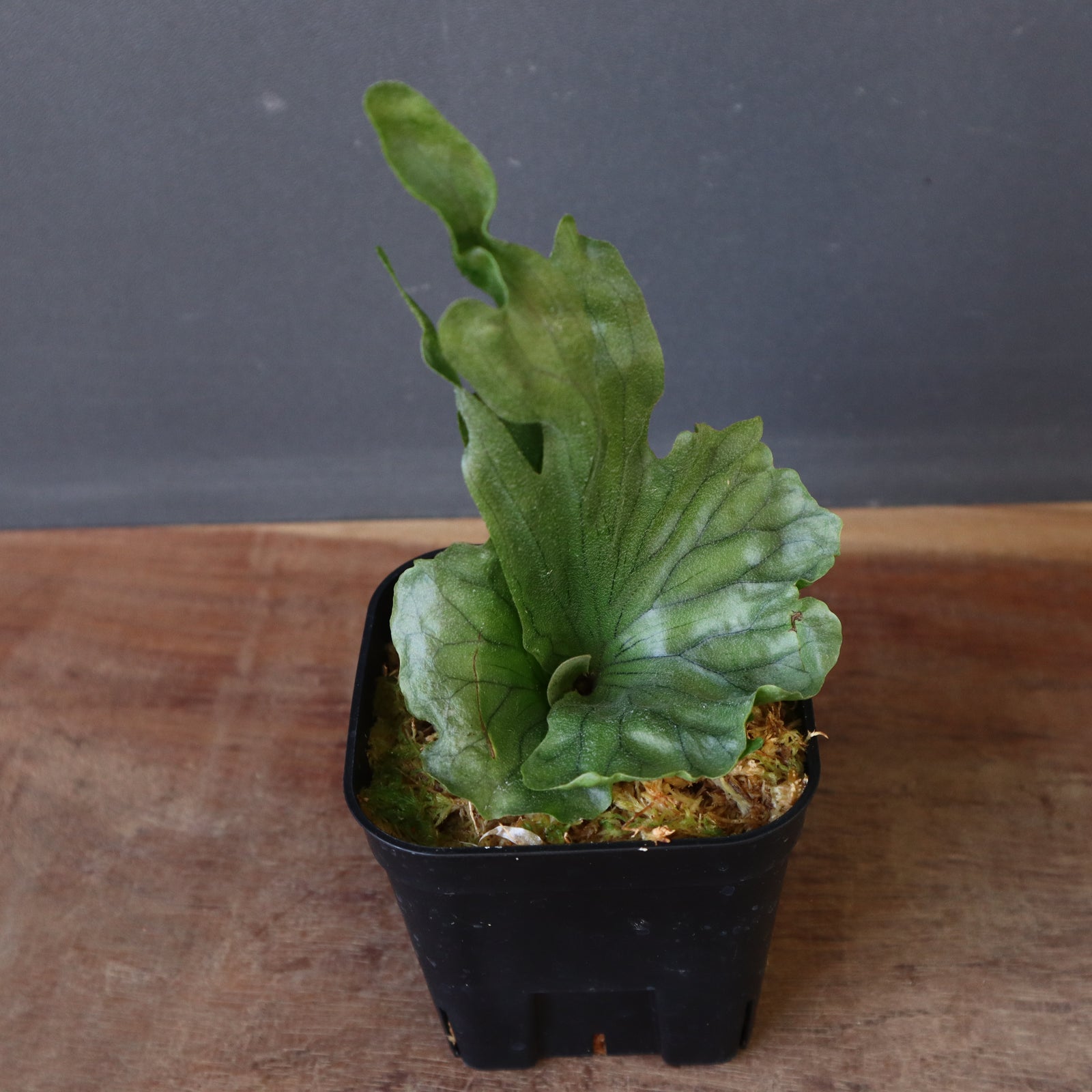 P.wandae dwarf EC899 – TaiShoDo ONLINE SHOP