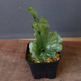 P.wandae dwarf   　EC899