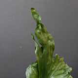 P.wandae dwarf   　EC899