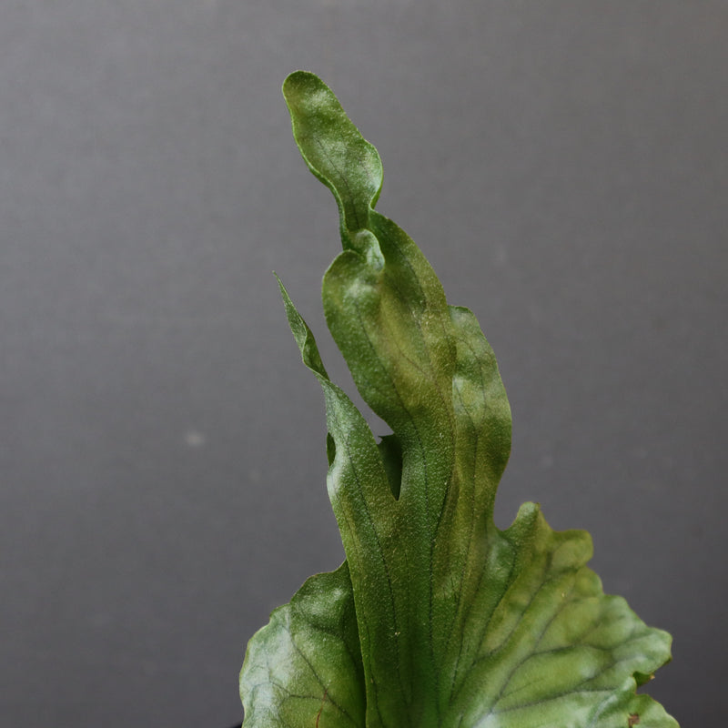 P.wandae dwarf   　EC899
