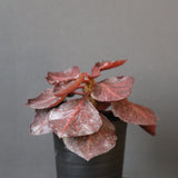 E.フランコイシー カット（実生）　13