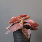 E.フランコイシー カット（実生）　13