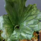 P.wandae dwarf   　EC899