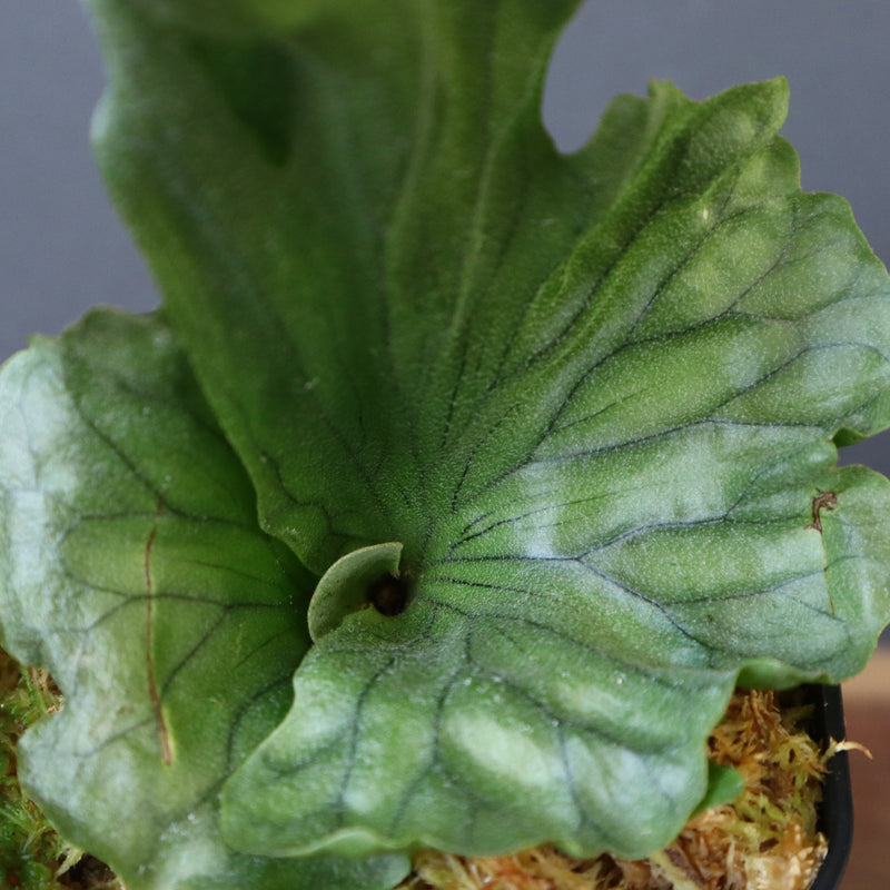 P.wandae dwarf   　EC899