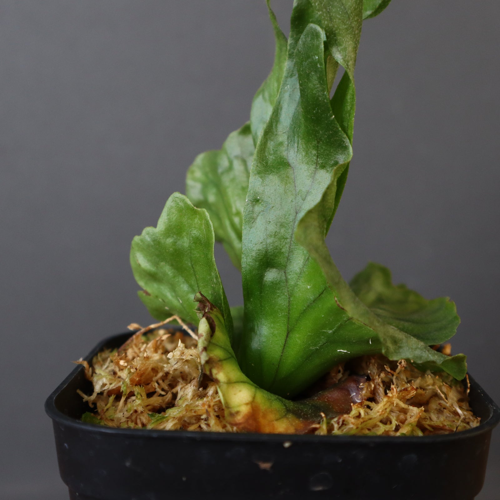 P. wandae【ビカクシダ　ワンダエ】 ビカクシダ ワンダエ (P. wandae） | calmplantsのビカクシダブログ