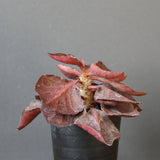 E.フランコイシー カット（実生）　13