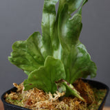P.wandae dwarf   　EC899
