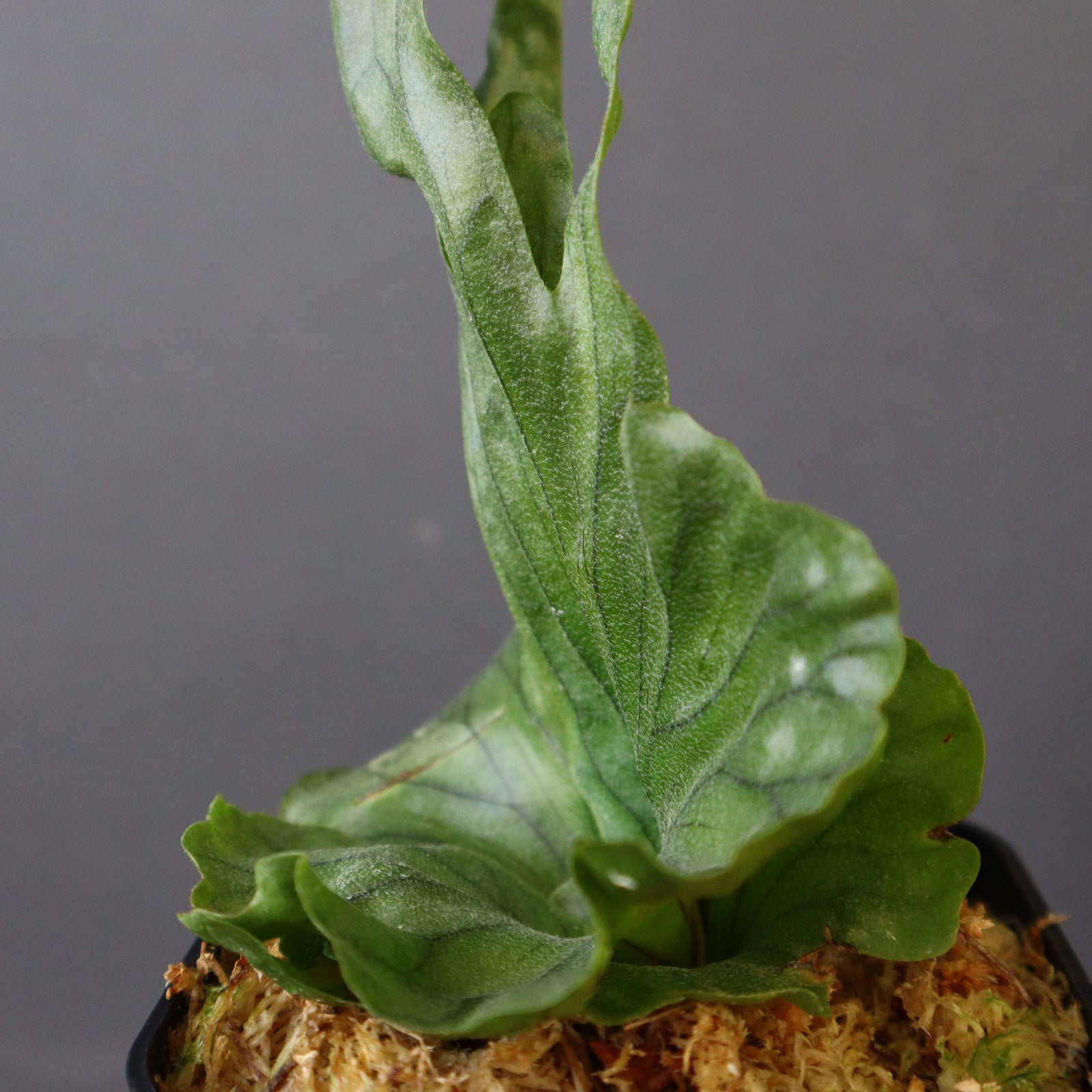 P.wandae dwarf EC899 – TaiShoDo ONLINE SHOP