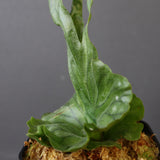 P.wandae dwarf   　EC899