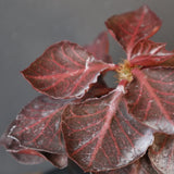 E.フランコイシー カット（実生）　13