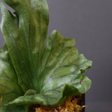 P.wandae dwarf   　EC899