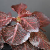 E.フランコイシー カット（実生）　13