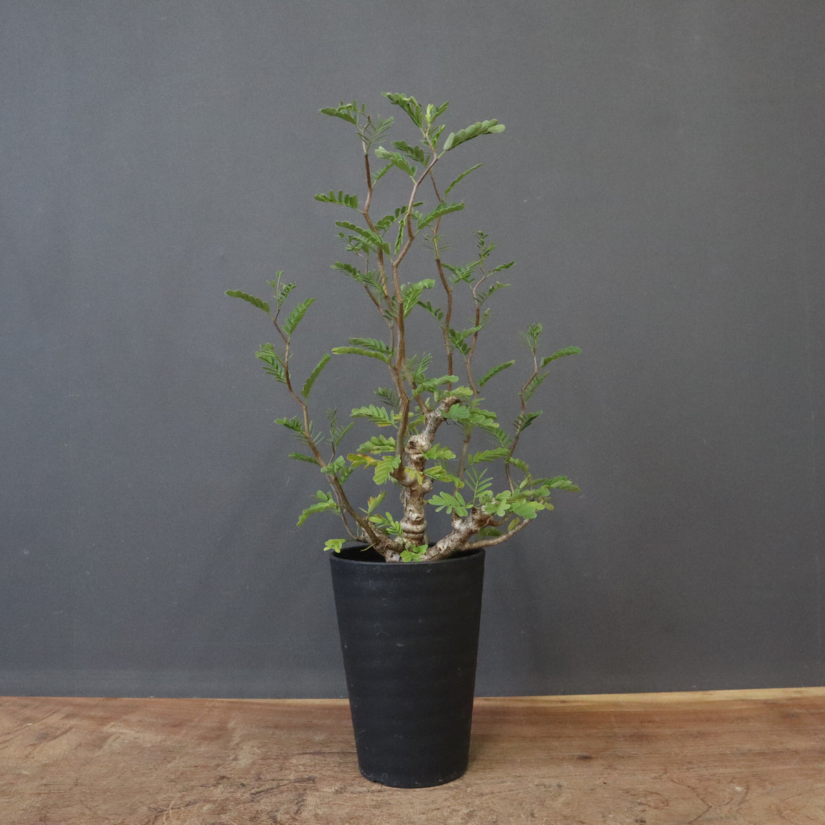 塊根植物 – 3ページ目 – TaiShoDo ONLINE SHOP